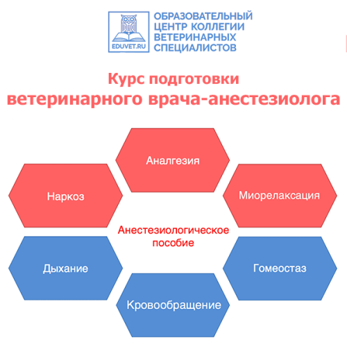 Курс подготовки врачей-анестезиологов 2025