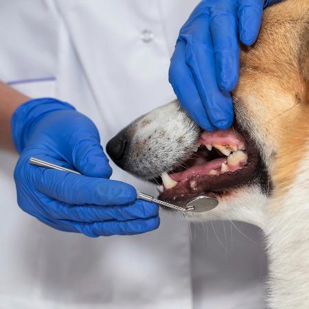 Мастер-класс «Основы работы ассистента ветеринарного стоматолога»